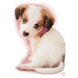 Puppy Fleur Custom Nightshirt